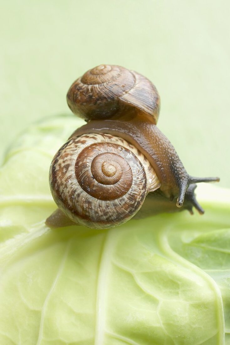 Zwei Schnecken auf Weisskohlblatt