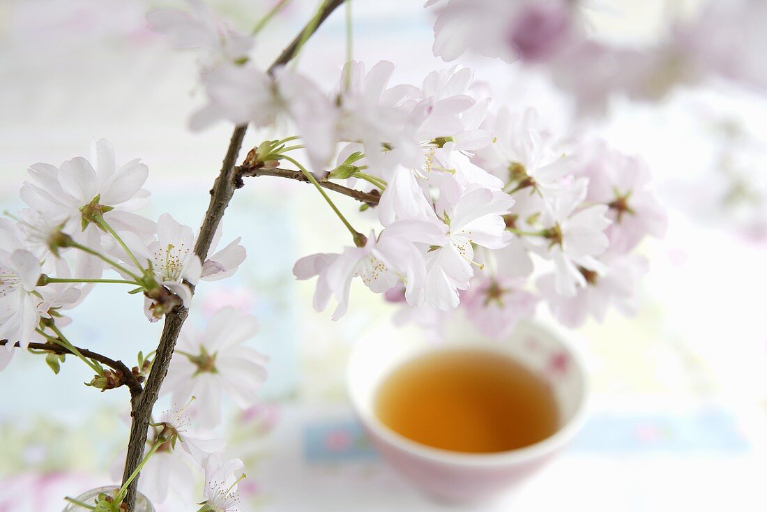 Kirschblütenzweig und Schale Tee