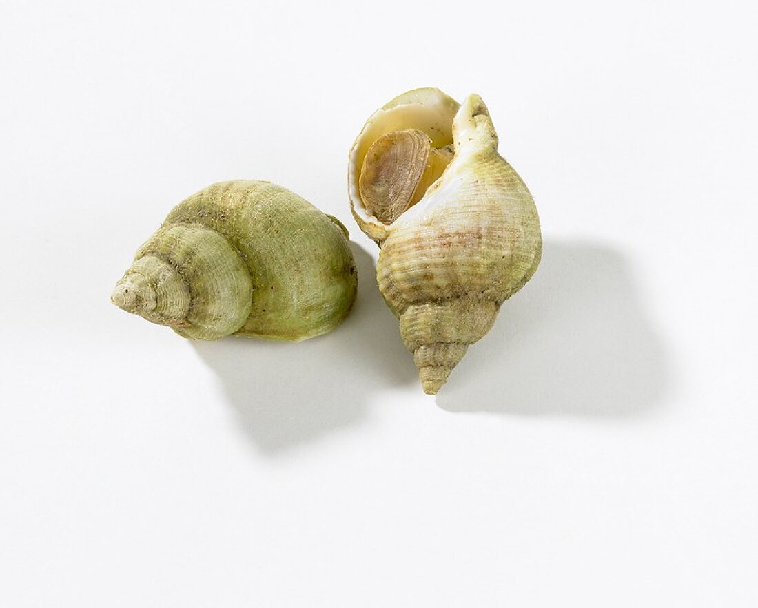 Cooked whelks