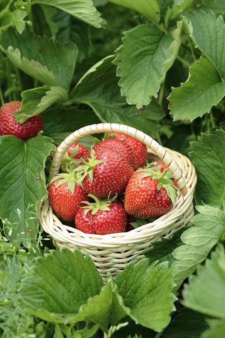 Strawberries in a basket among strawberry plants