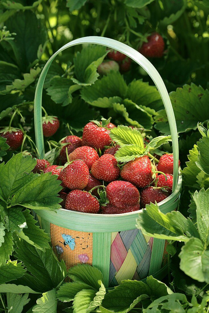 Erdbeeren im bunten Korb zwischen Erdbeerpflanzen
