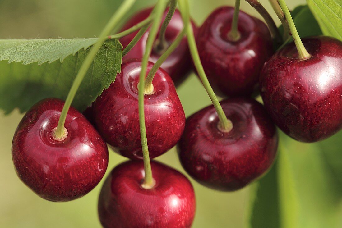 Frische Kirschen (Close Up)