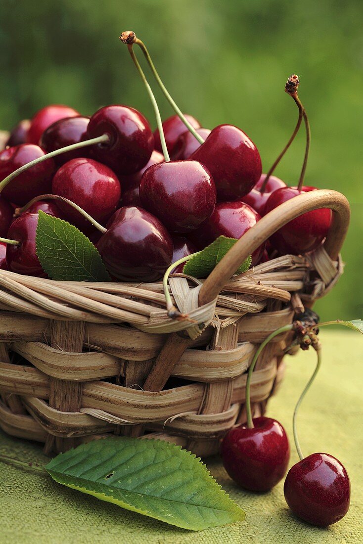 Fresh cherries in a basket (outdoors)