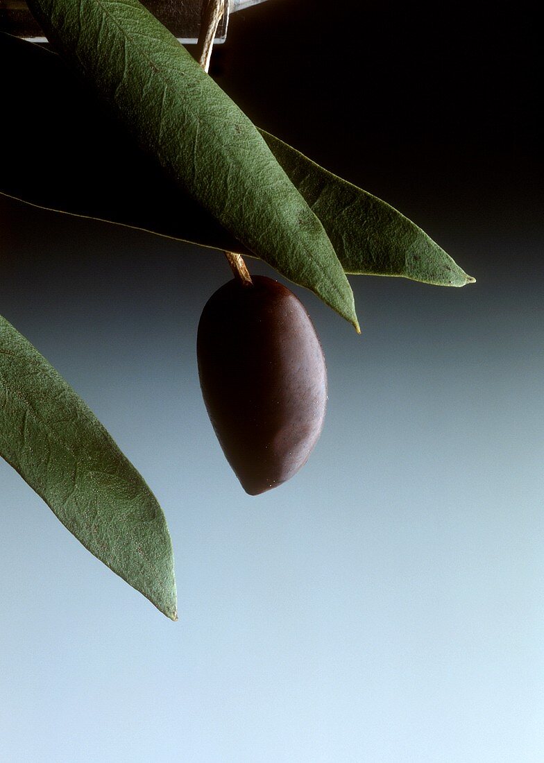 Eine schwarze Olive am Ast
