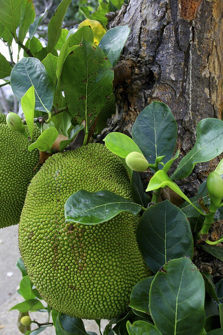 Durian on the tree