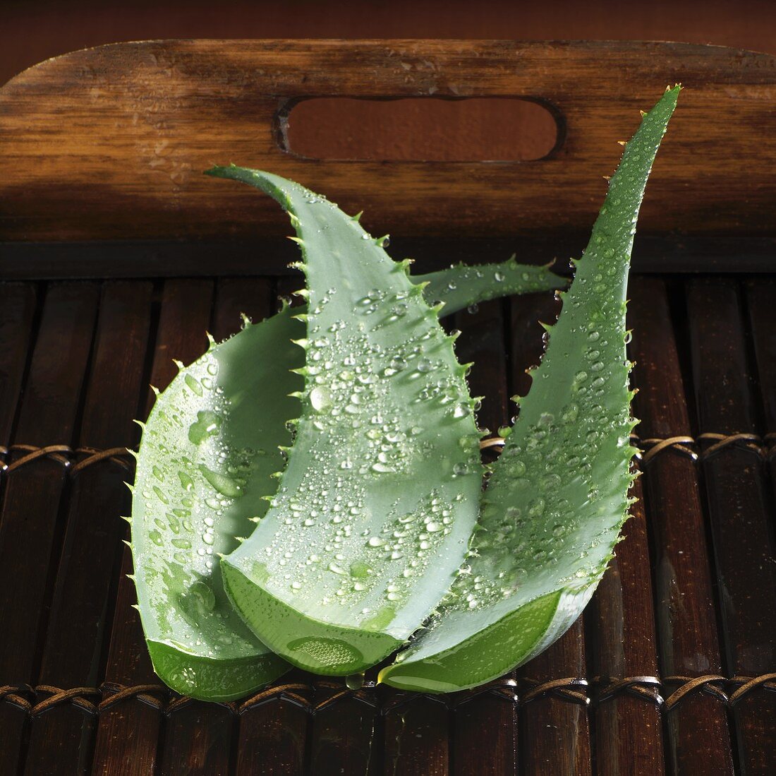 Abgeschnittene Aloe Vera Blätter mit Wassertropfen