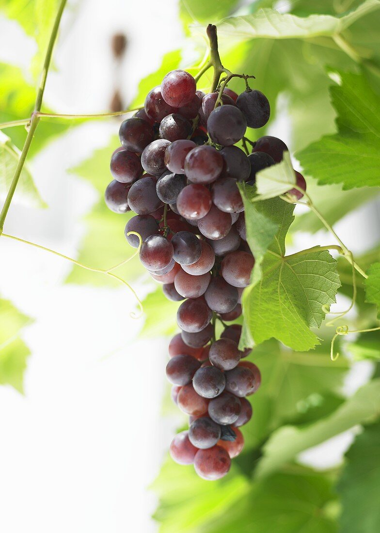 Red grapes on the vine