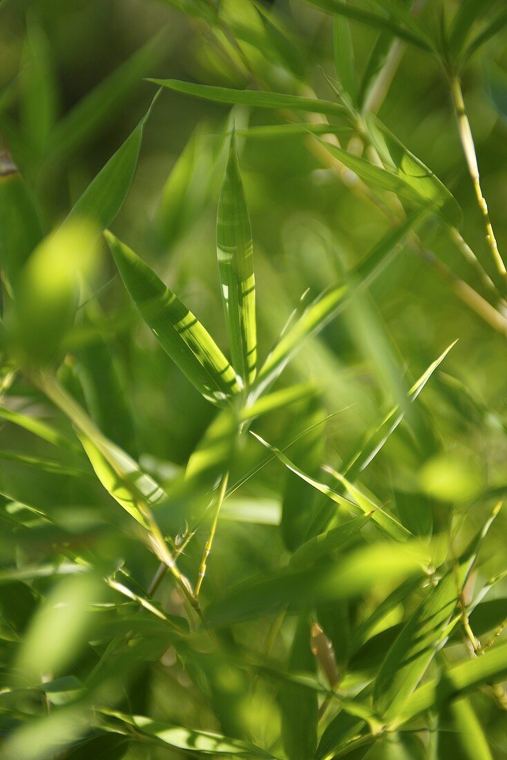 Bamboo leaves (close-up)