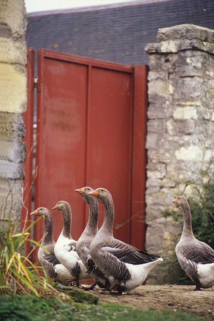 Live geese