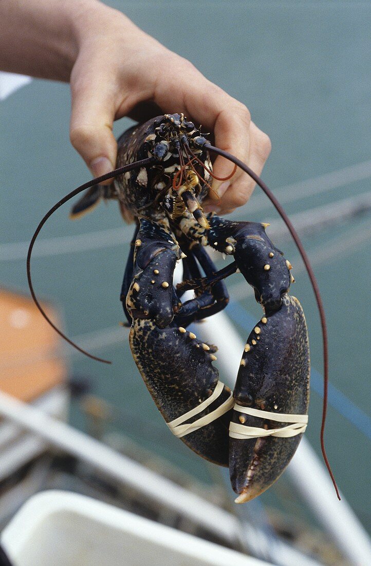 Hand hält frischen Hummer