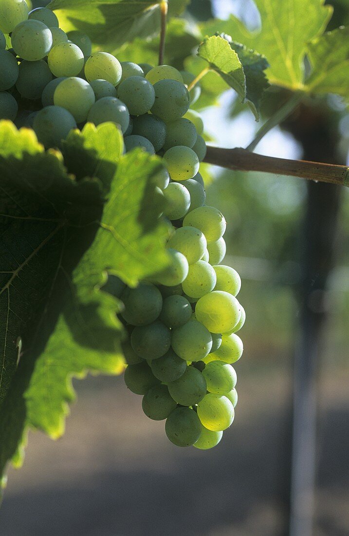 Grüner Veltliner grapes on the vine, Austria
