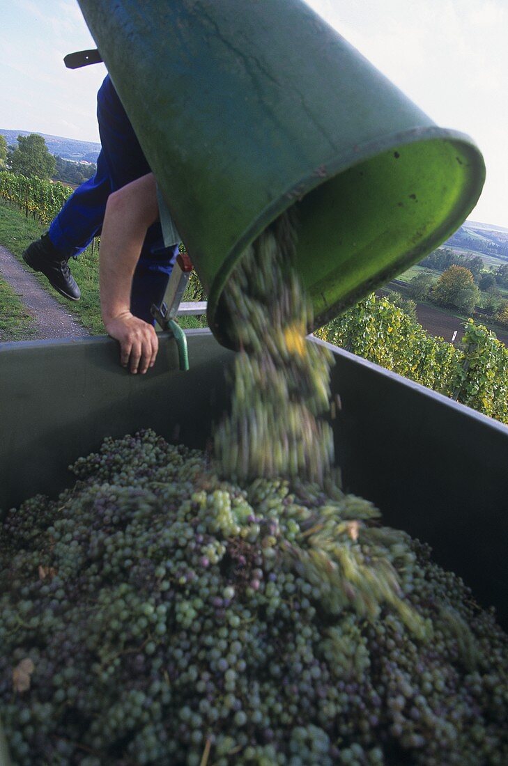 Emptying a basket of white wine grapes