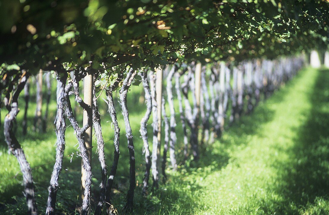Between rows of vines, Mezzolombardo, Trentino, Italy