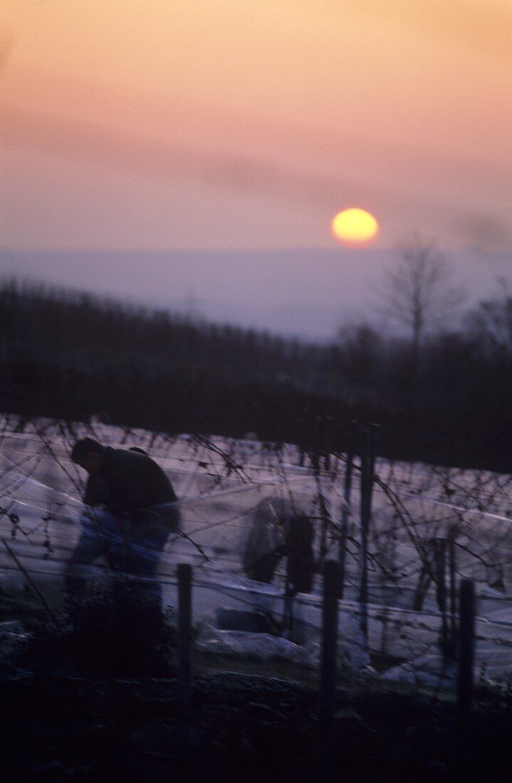 Picking grapes for ice wine at night, Rheingau, Germany