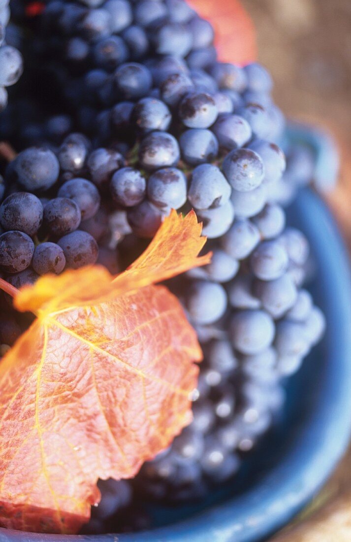 Lemberger grapes with vine leaf