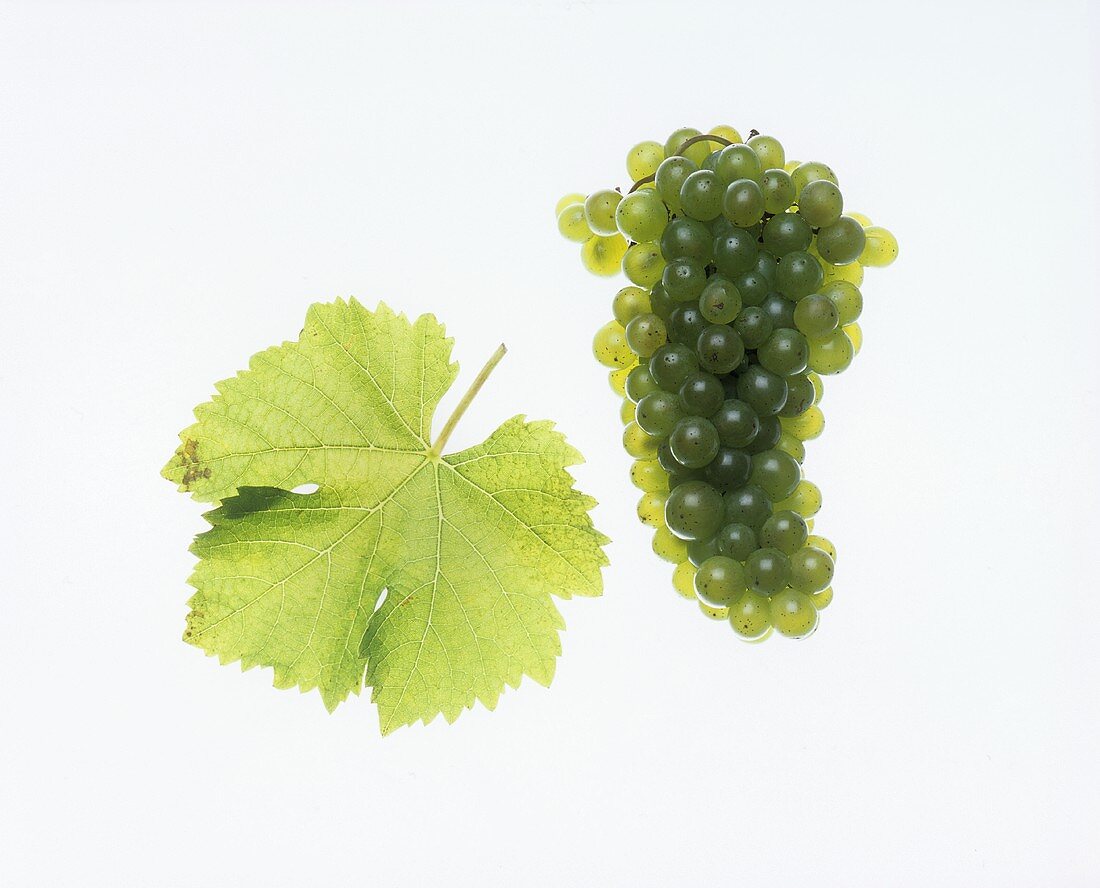 Sauvignon Blanc-Trauben mit Weinblatt