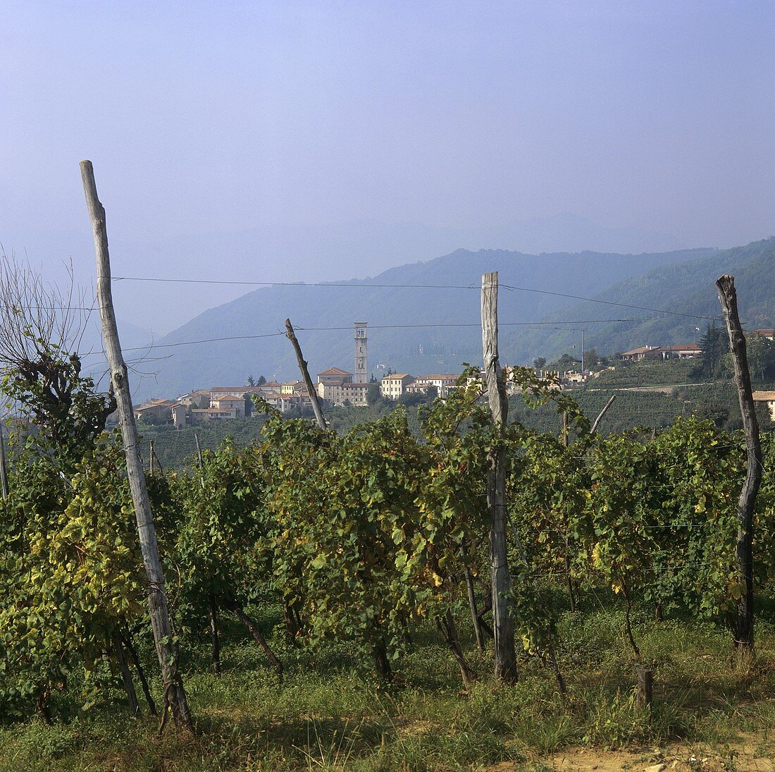 Blick über Weinberg auf Santo Stefano, Veneto, Italien