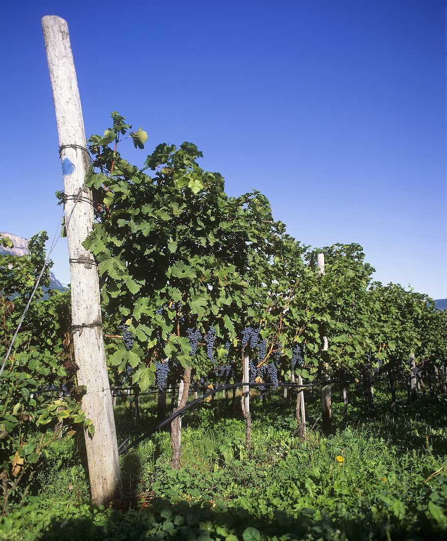 Cabernet Sauvignon, Schreckbichl Winery, Girlan, S. Tyrol