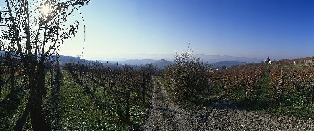 Vineyard near La Morra