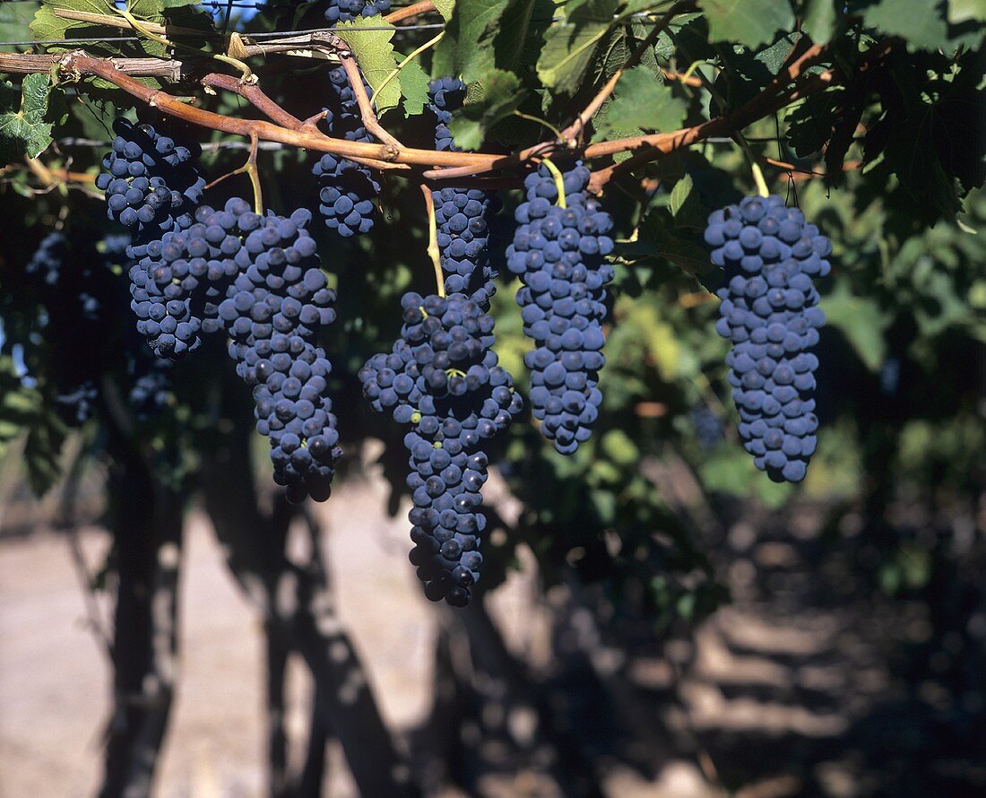 Shiraz grapes hanging on the vine (pergola trained)