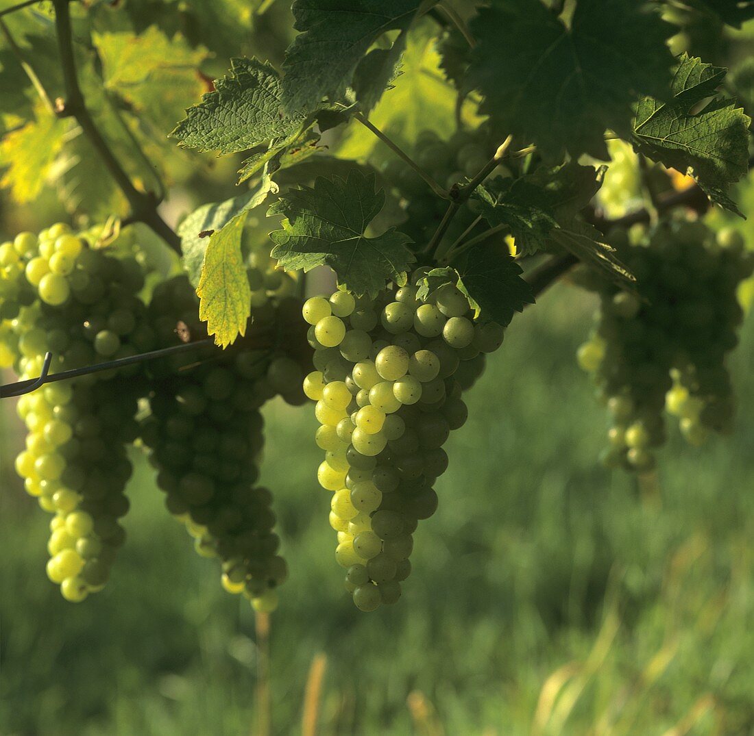Gelber Muskateller grapes
