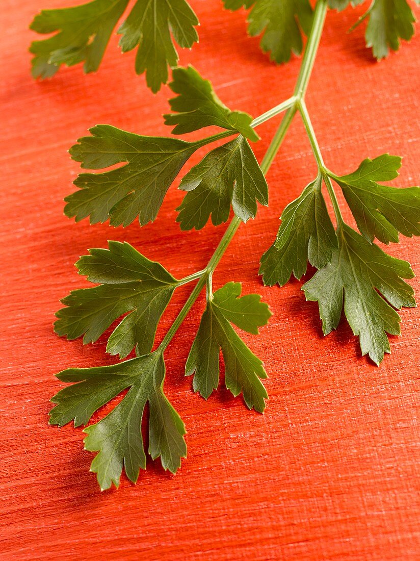 Flat-leaf parsley on red background