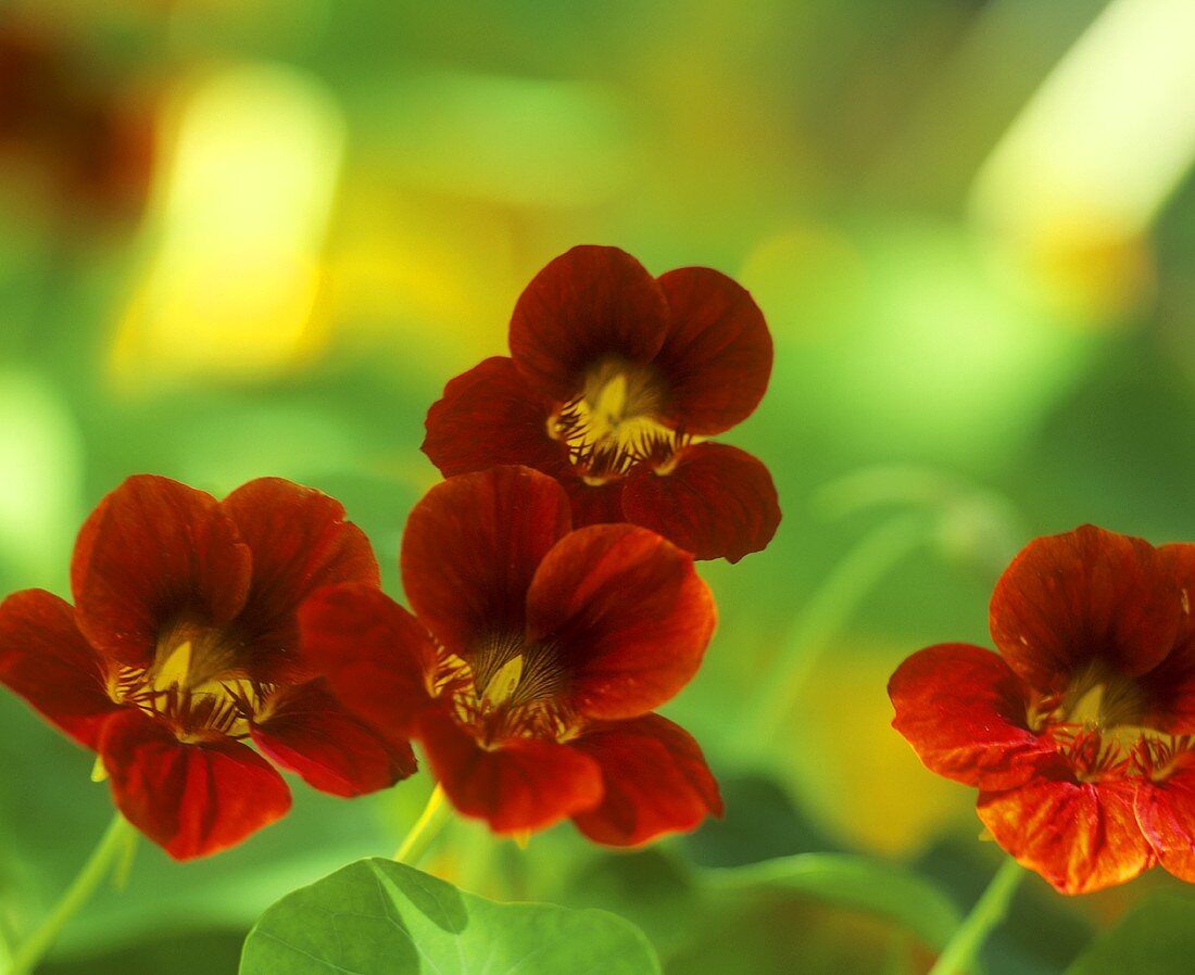 Nasturtiums