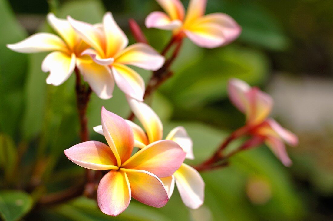 Plumeria (Frangipani or Leelawadee)