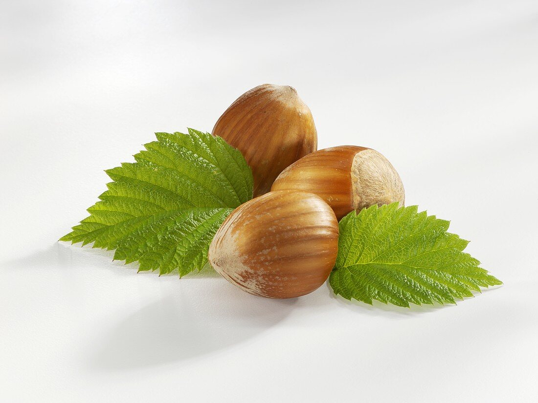 Three hazelnuts with leaves