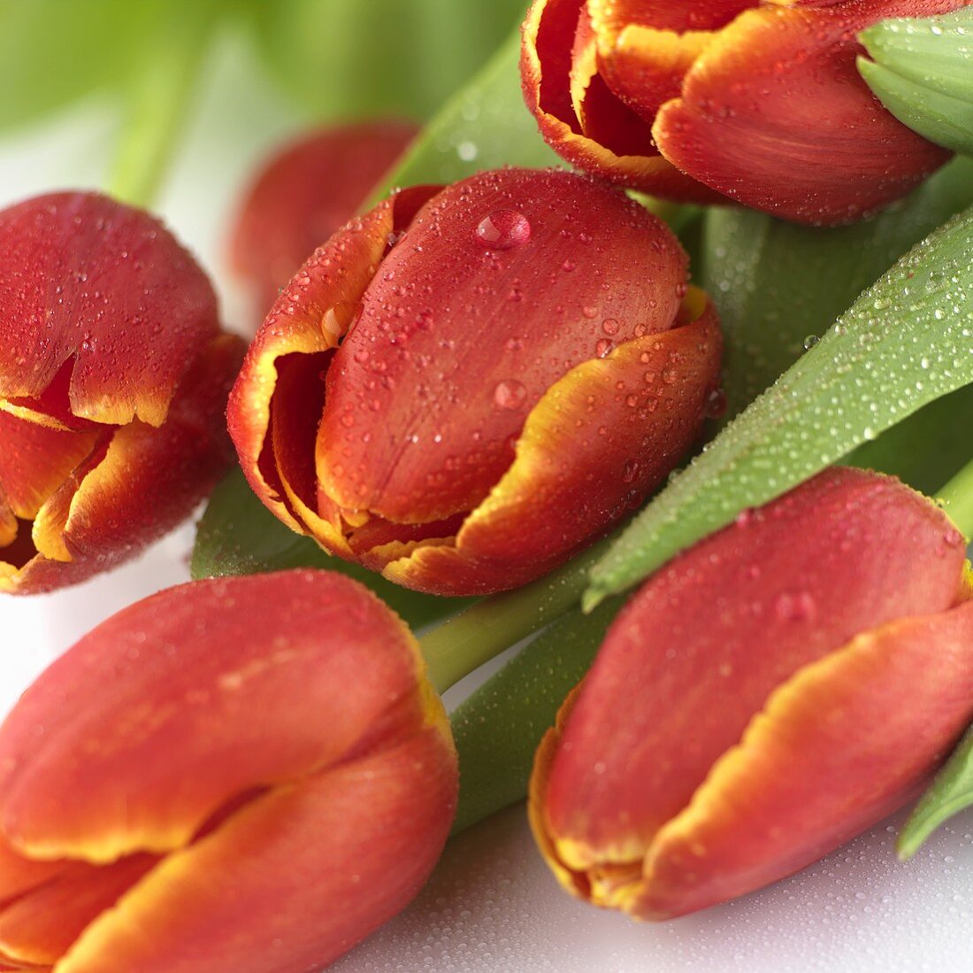 Red tulips with dewdrops