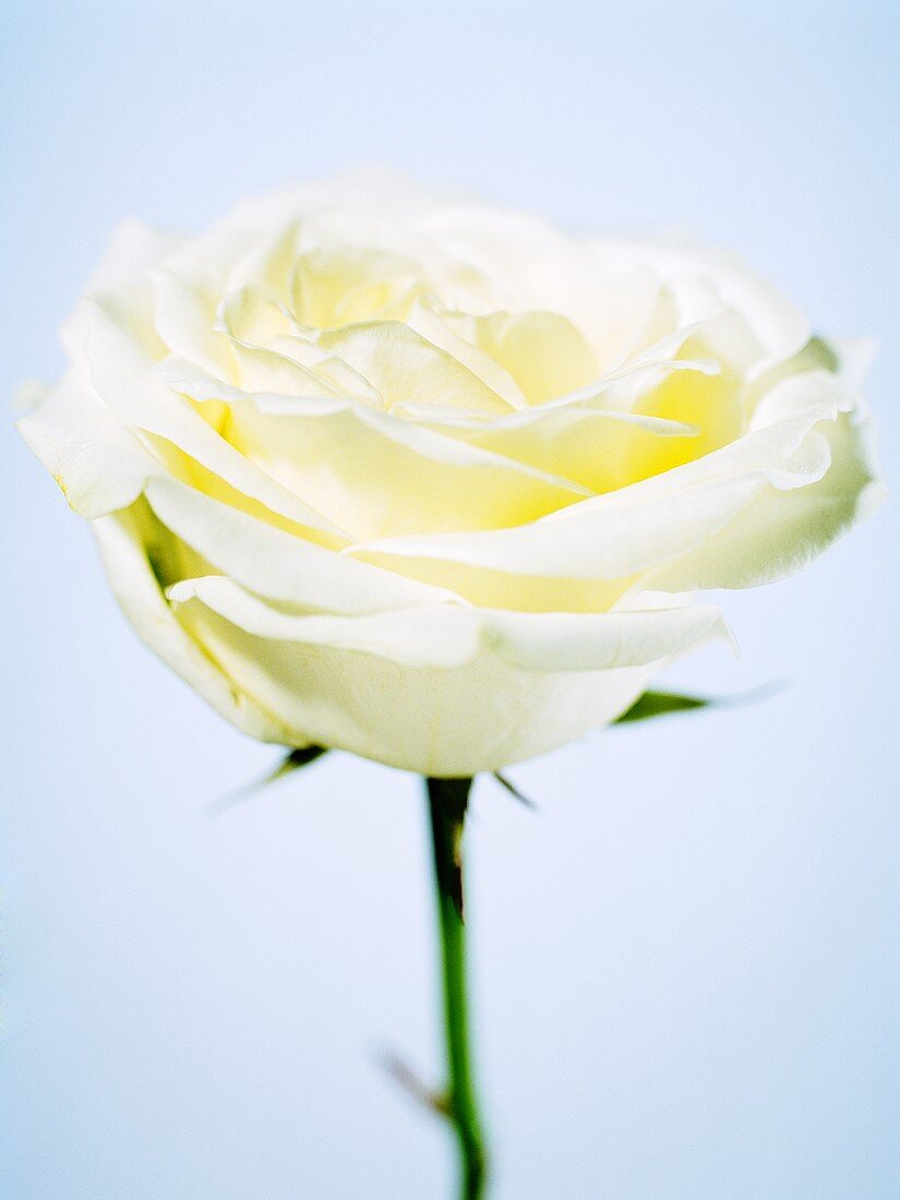 Eine weiße Rose (Close Up)