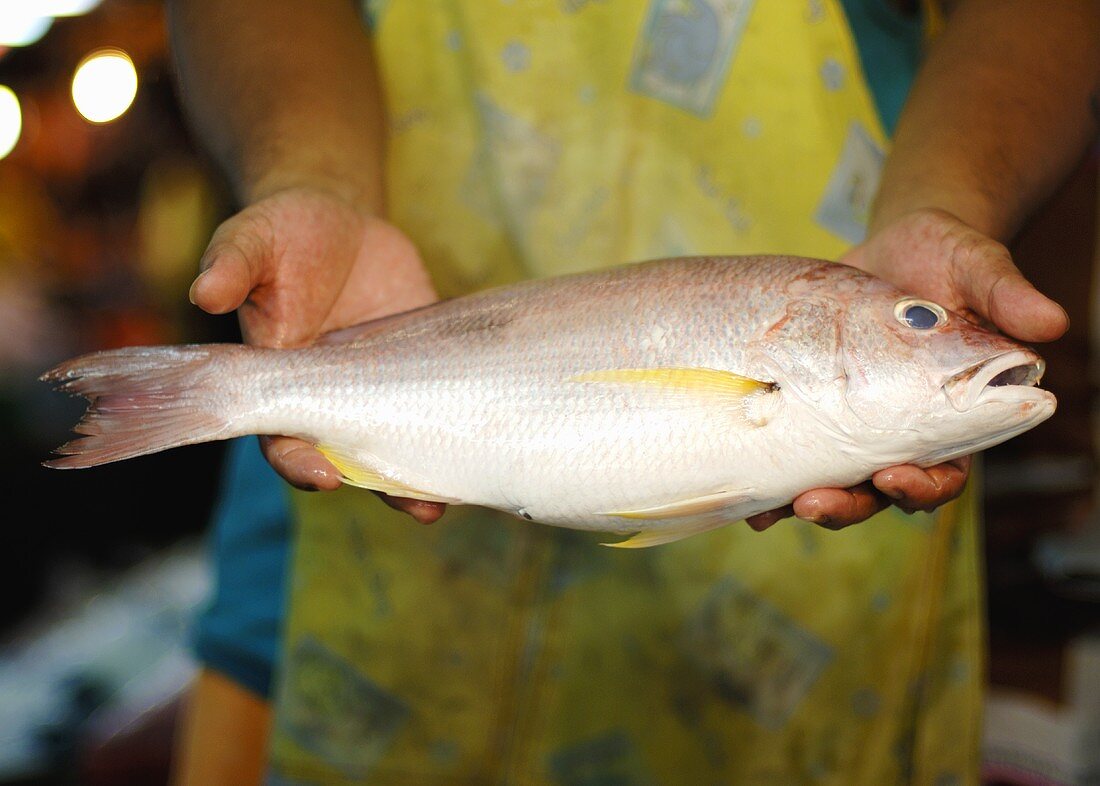 A red snapper