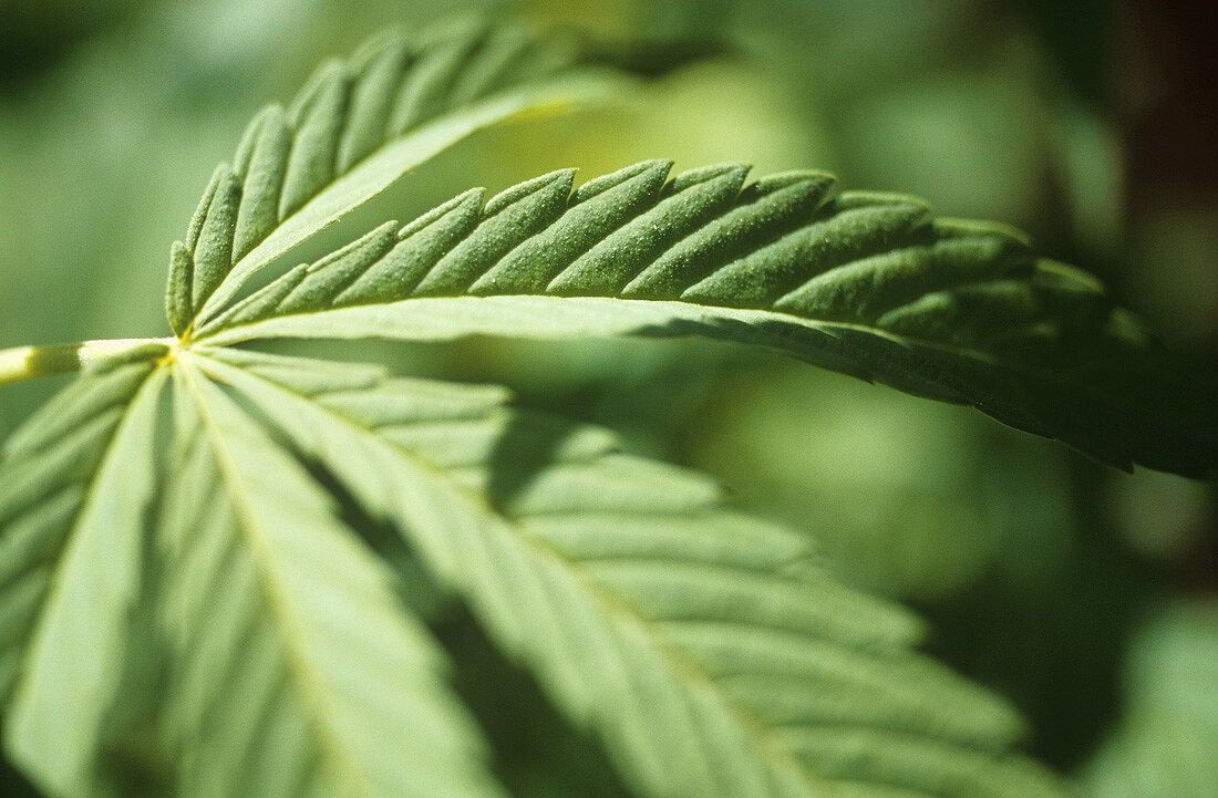 Blatt einer Cannabispflanze