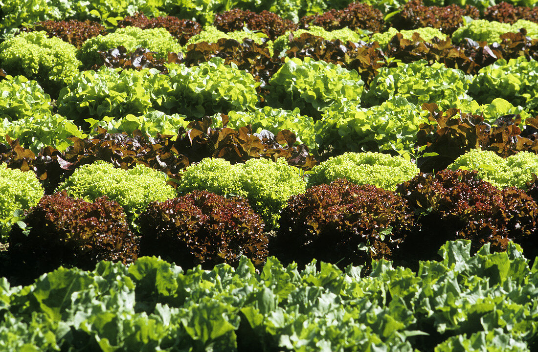 Salatfeld mit verschiedenen Salatsorten