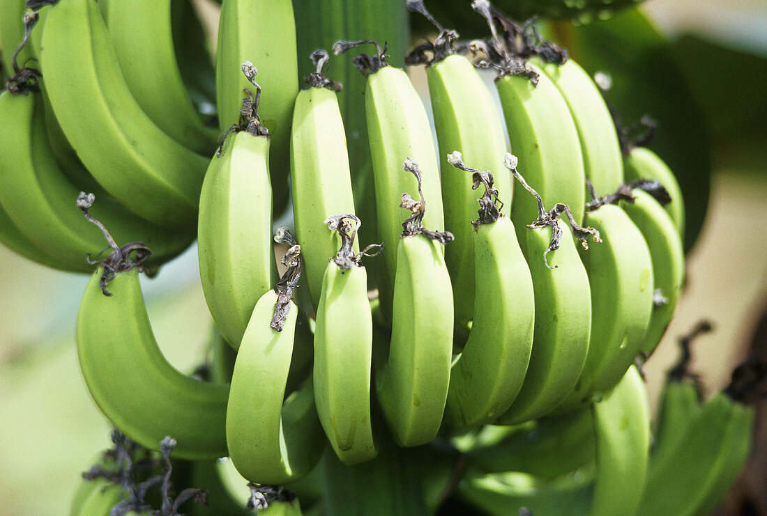 Bunch of bananas (Costa Rica)