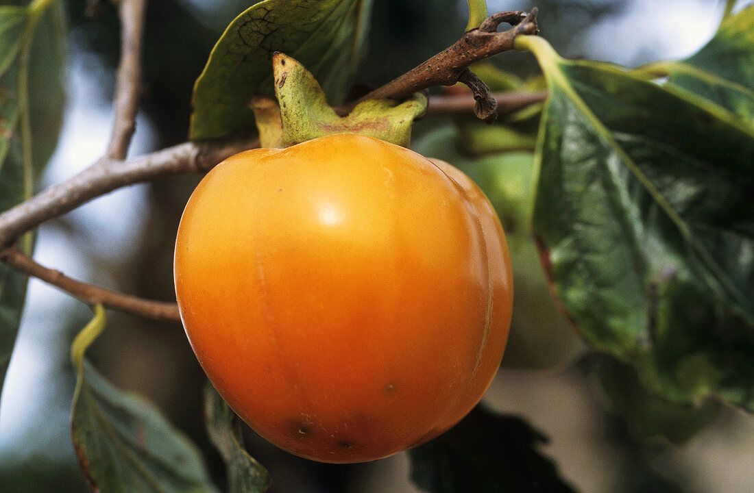 Sharonfrucht am Baum