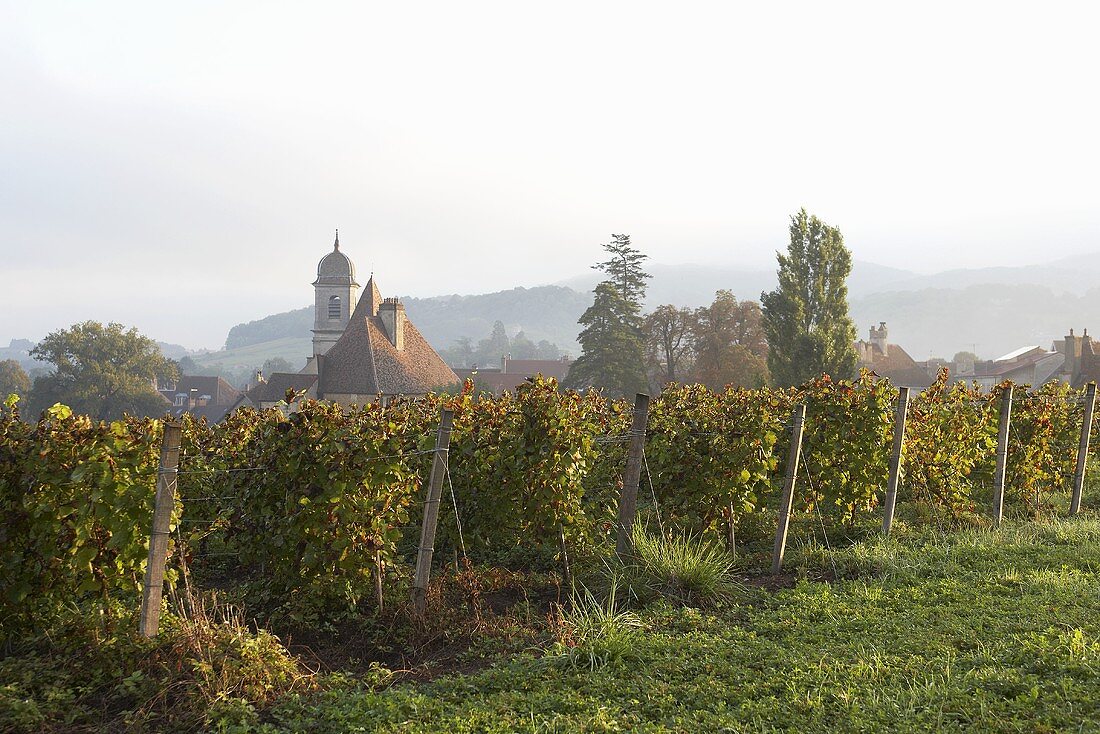 Vines near Arbois in the Jura, France