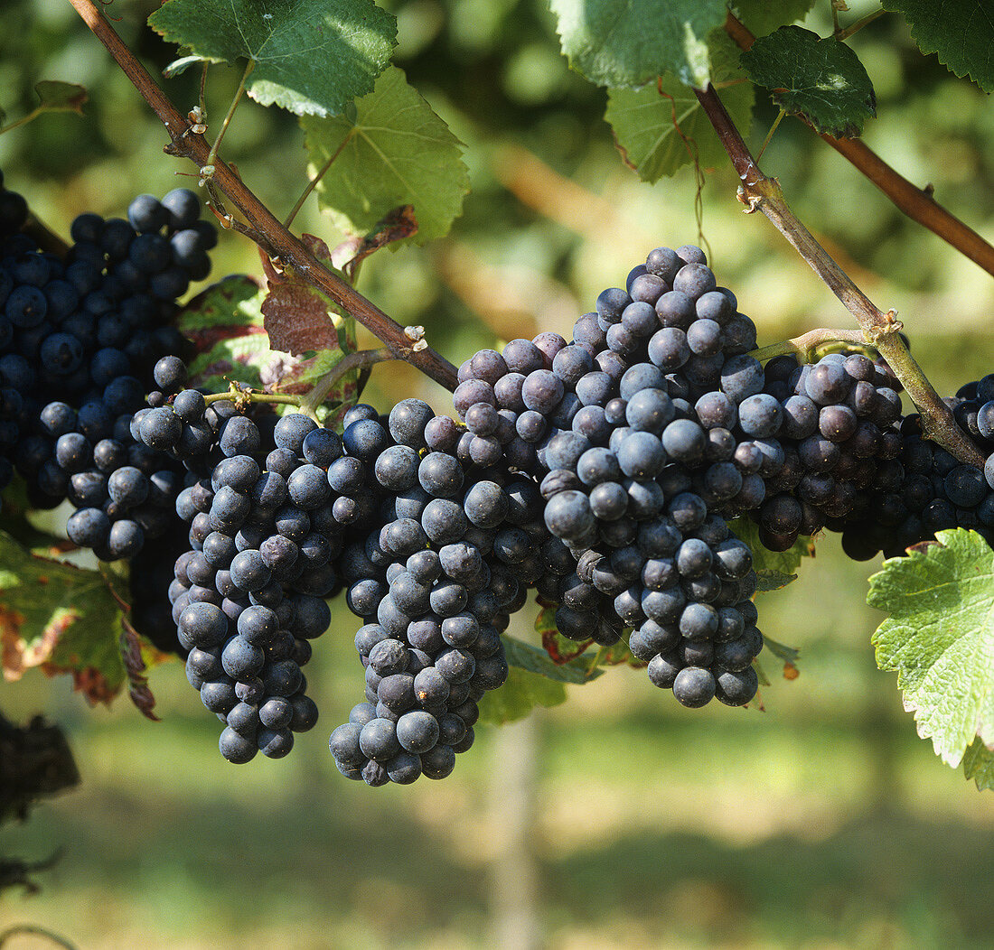 Red wine grapes, variety Dornfelder, on the vine (S. Palatinate)