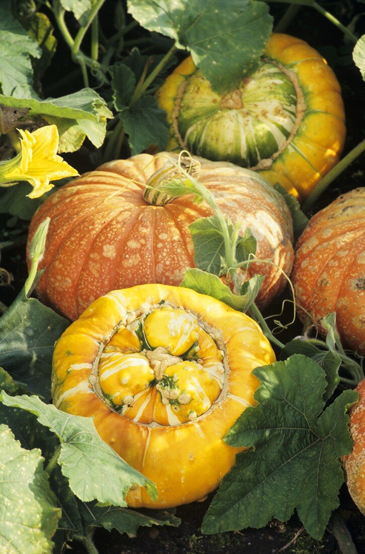 Pumpkins on the plant