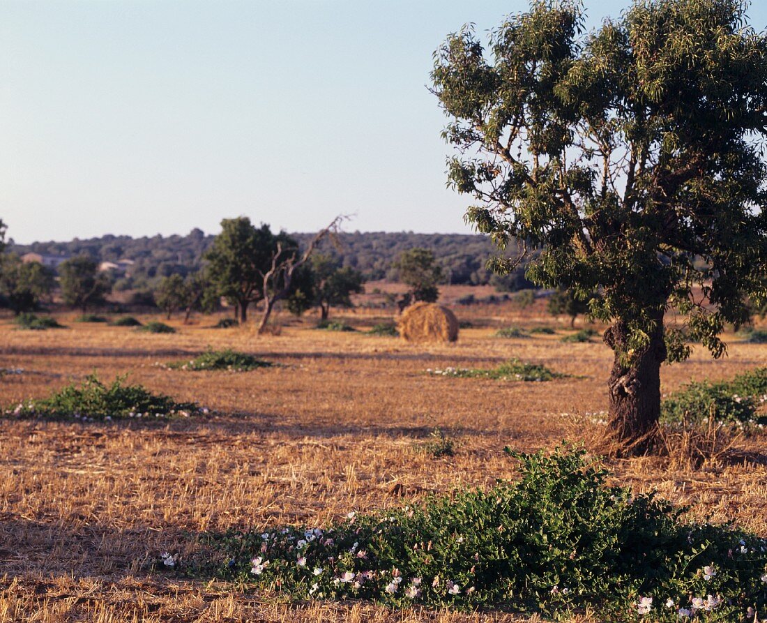 Caper field