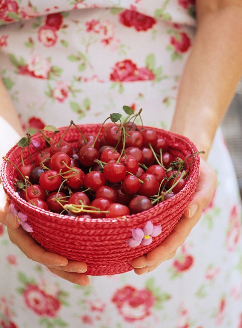 Hands holding a red basket of cherries