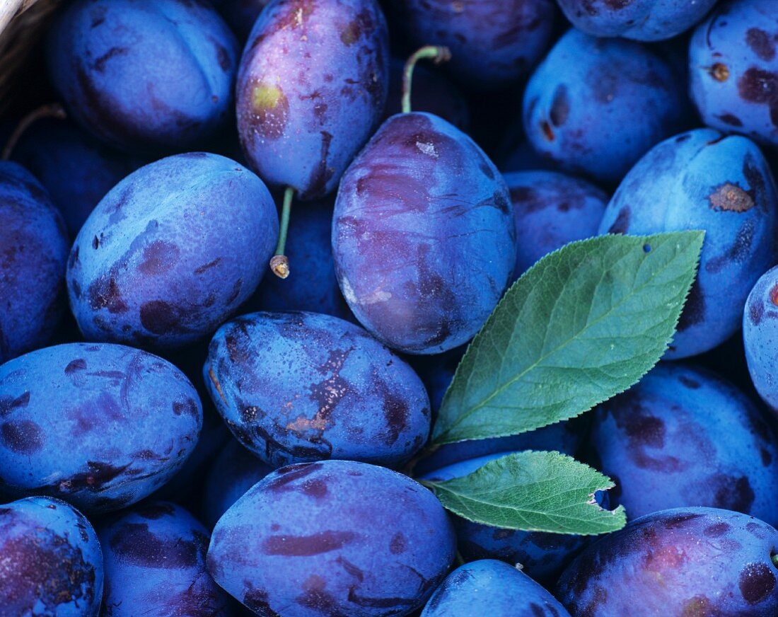 Plums (variety: Stanley)