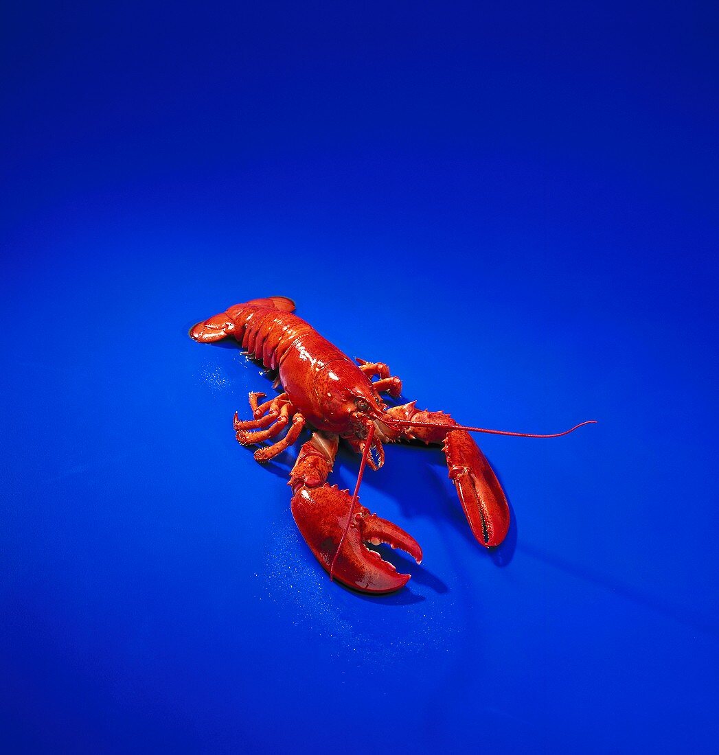 A cooked lobster on a blue background