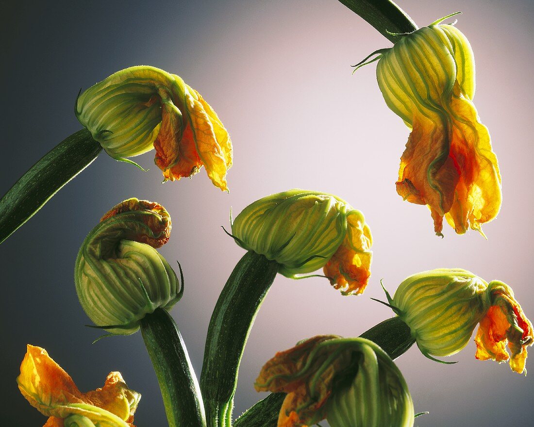 Zucchiniblüten auf dunklem Hintergrund