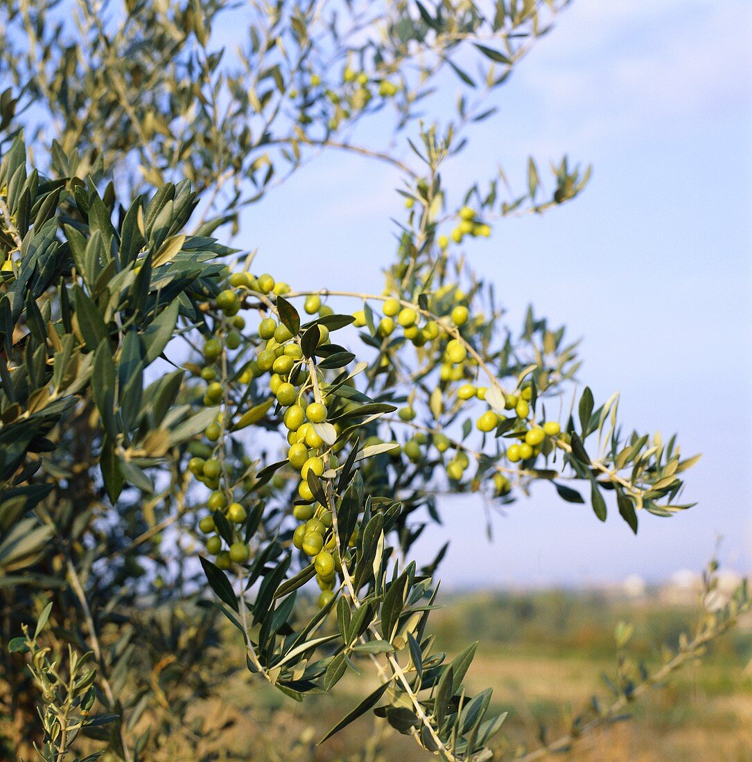 Olives hanging on the tree