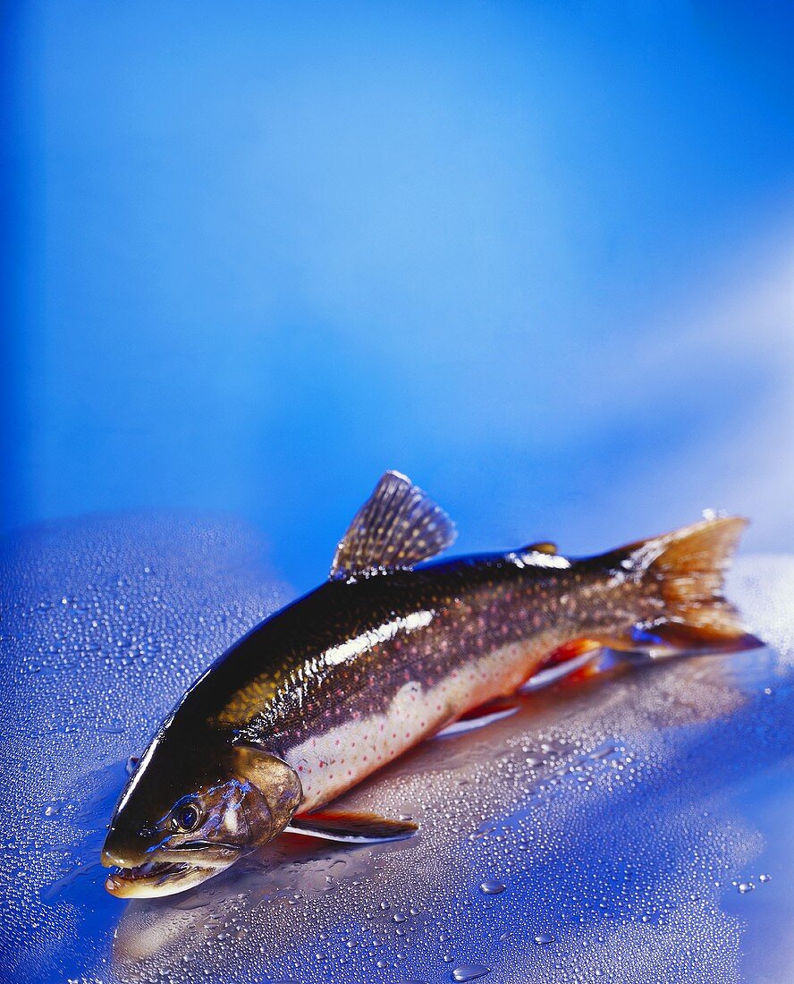 Brook trout on blue background