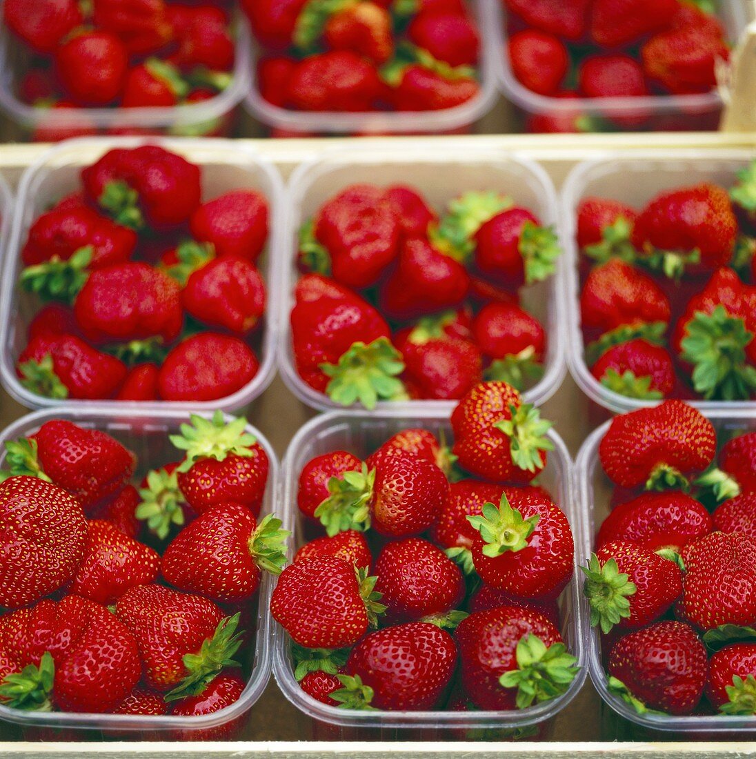 Strawberries in plastic punnets (filling the picture)