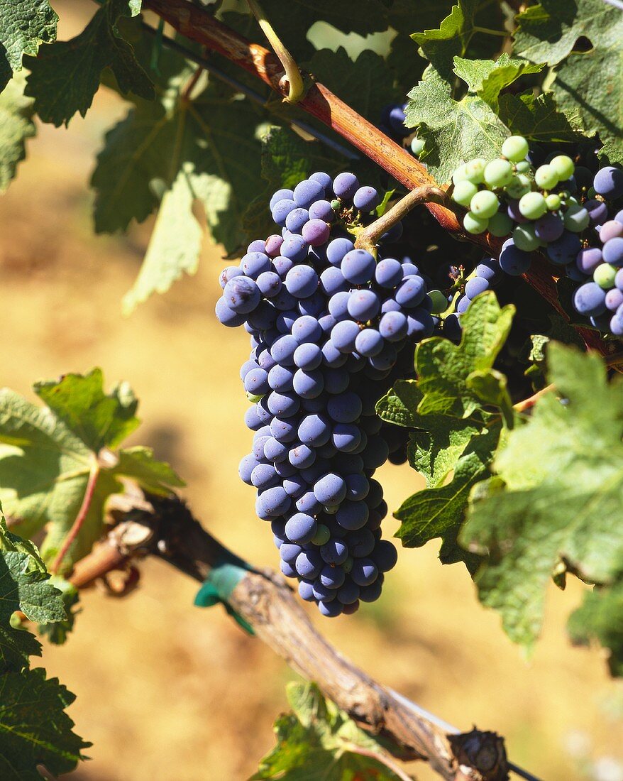 Merlot grapes on the vine, S. Africa