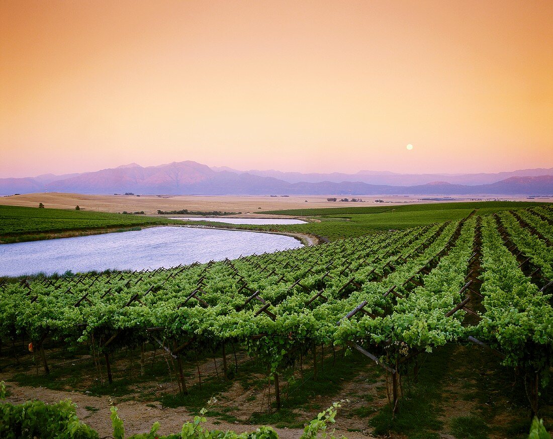 Weingebiet in Swartland nahe an Riebeek West, Südafrika