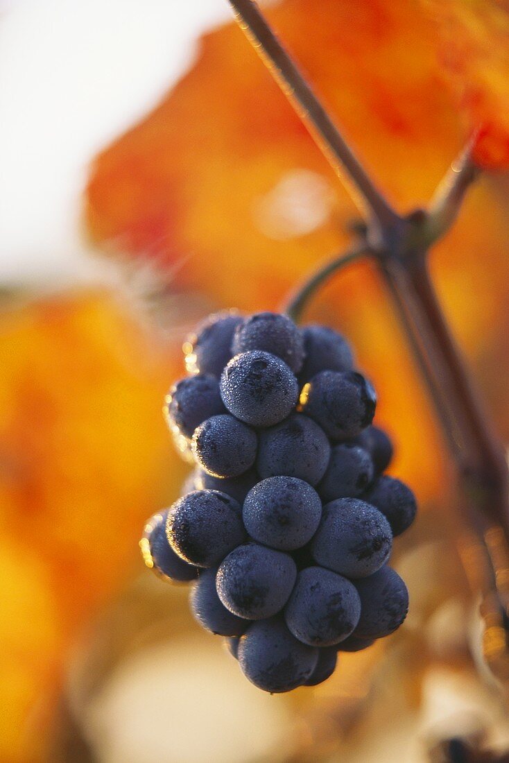 Pinot Noir-Weintrauben, Burgund, Frankreich